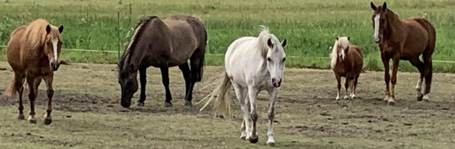 Landiner Ponyhof